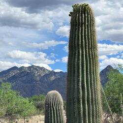A few flowers getting ready to bloom on a saguaro