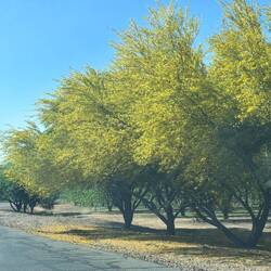Palo Verde trees in bloom