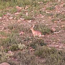 Spreengbook kleinste Antilope