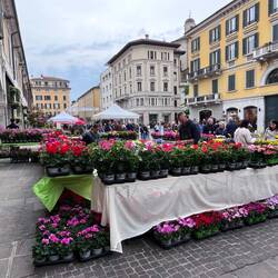 Mercato di pianti