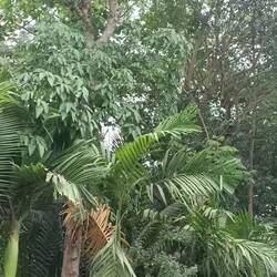 Geluid van de vele krekels in de bomen