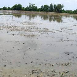Ook rijstvelden maar minder mooi natuurlijk