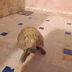 Die Schildkröte des Riads