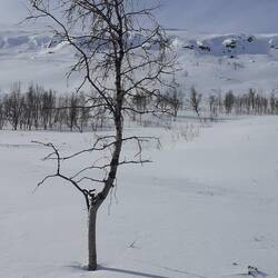 der erste richtige Baum seit Tagen
