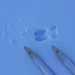 Ja, die eines Elches!