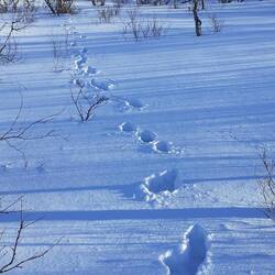 Fußstapfen im Schnee?