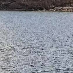 Heringsangeln in der Schlei