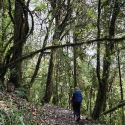 Durch die Rhododendron-Wälder, noch sind Blüten Mangelware