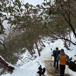 Blühender Rhododendron-Wald im Schnee. Dass wir die Kombi mal erleben, hätten wir auch nicht gedacht