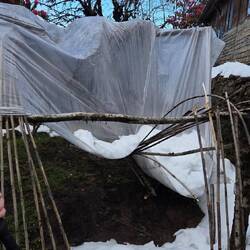 ...die Menge an Schnee hat auch das Gewächshaus überrascht und überfordert