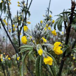 Die Blüten sind am Vormittag noch gefrostet
