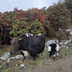 Panda- oder Yak-Baby?
