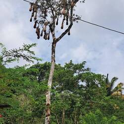 Teardrop-shaped bird nests -- specifically: Chestnut-headed Oropendolas (thx to Vic for that!)