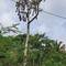 Teardrop-shaped bird nests -- specifically: Chestnut-headed Oropendolas (thx to Vic for that!)