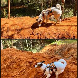 Da war kurz die Idee eines Zoomies im roten Sand 😳