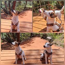 Versuch mit hübschen Bild