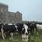 Cows and remains of St. James Church.