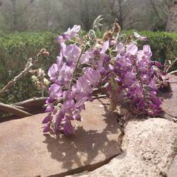 And finally the full bloom