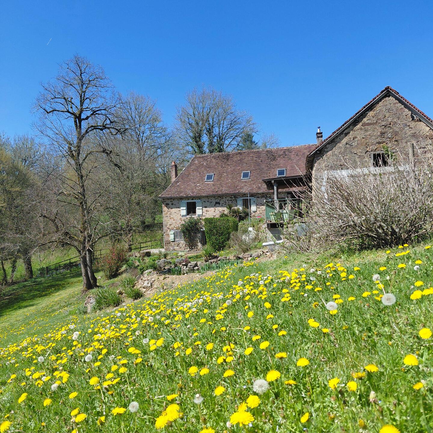 The front lawn was covered in dandelions when we arrived
