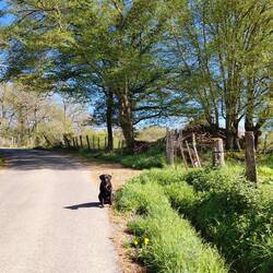 We walked all the way up the hill to the top paddock, only to find the farmer had shut the gate!