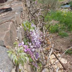 The wisteria is 15 years old and this is the first year it has flowered