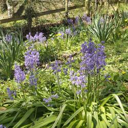 Bluebells at the bottom of the garden