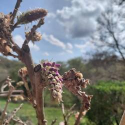 Just a peep of mauve