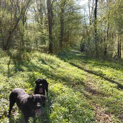 So we went along the forest path instead