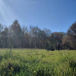 Early morning - that's 8.30am LOL, walkies in the paddock across the road