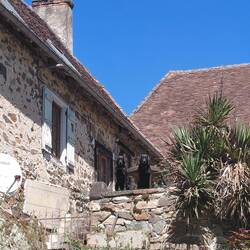 Two black labs watching me from le terrase