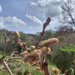 The very beginning of the buds