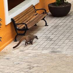 Mexican coati 🐒