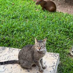 Cat and agouti 🐈🦫