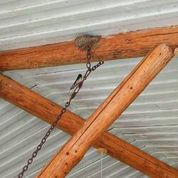 Voll süß in der Restaurant decke brüten Schwalben