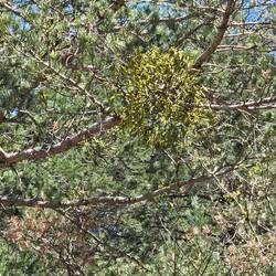 Mistletoe in a pine tree! Have not seen that before.