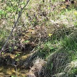 A mountain stream on our walk.