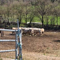 Cows up at the farm.