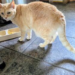 Ginny, aka The Budge