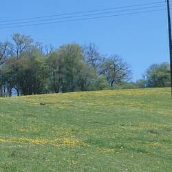 The sly fox out in the midday sun