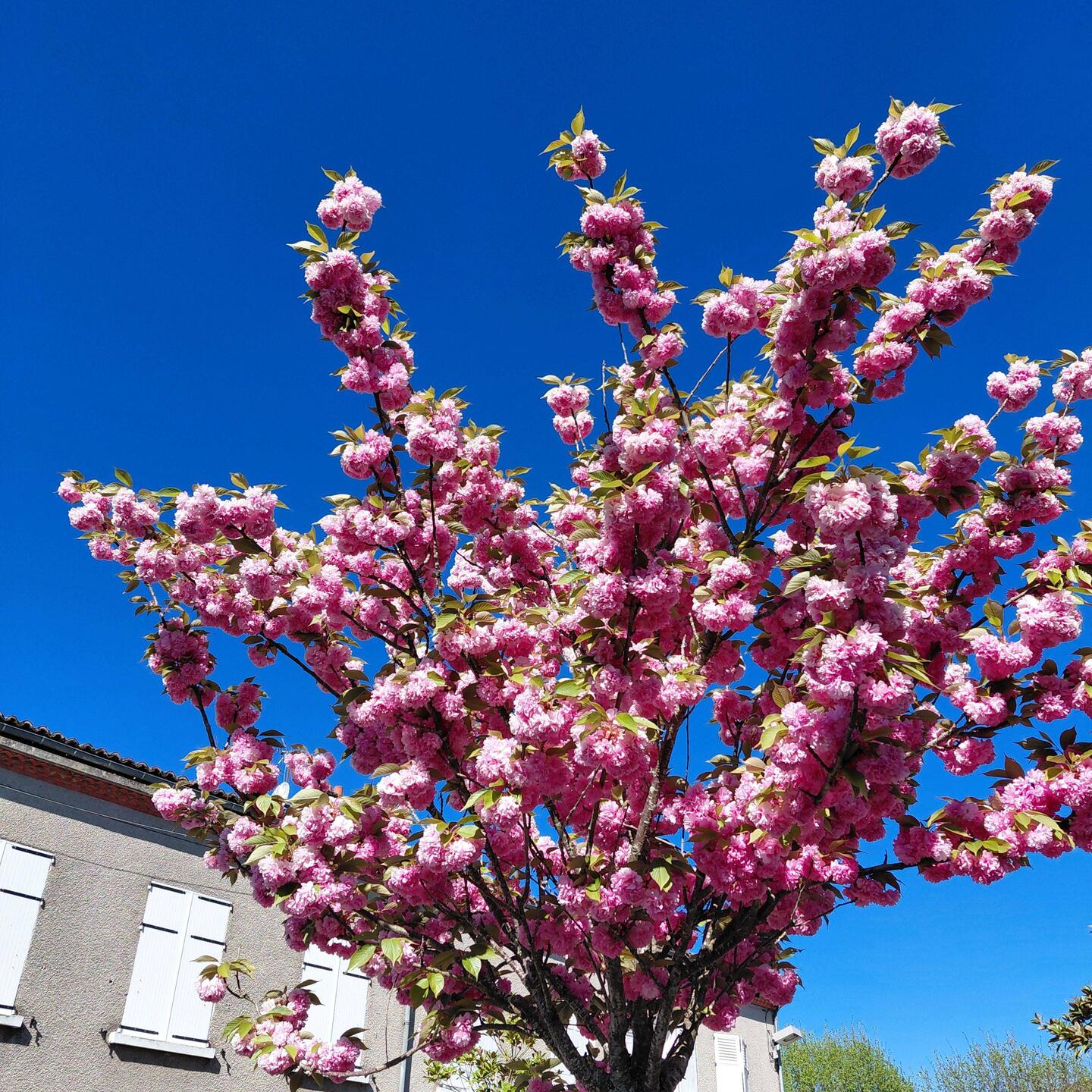 Blossom trees in Oradour-sur-Glane