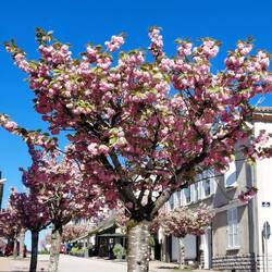 Looking up the main street of the 'new village'