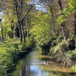 There is a dog in there, swimming