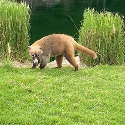 ...die Agutis sind einfach putzig