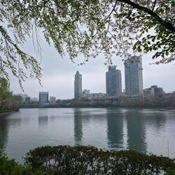 Noch mehr Kirschblüten