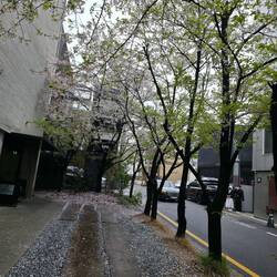 Noch mehr Kirschblüten