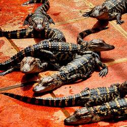 Babys. Wenn die Eier warm hatten=Männlein, kühl=Weiblein