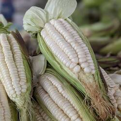Weißer Mais. Und auch beim Mais gibt es über 50 verschiedene Sorten.