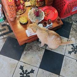 Poes drink van de offergave