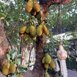 Vor dem Lokal ein Jackfruitbaum, der reiche Frucht trägt