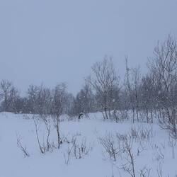 Schneemobil und Hundeschlitten dürfn nicht mit in den Nationalpark. Ich bin auf mich allein gestellt